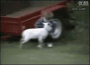 1daea-6a599d25572a30.80452376.gif
