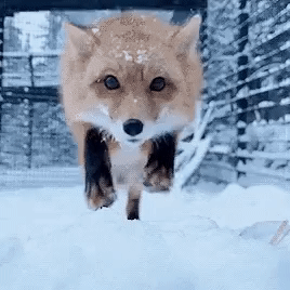 931a3-6a4210217ddc94.85531908.gif