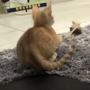 9346e-6a3f9f2eea14d1.48390446.gif