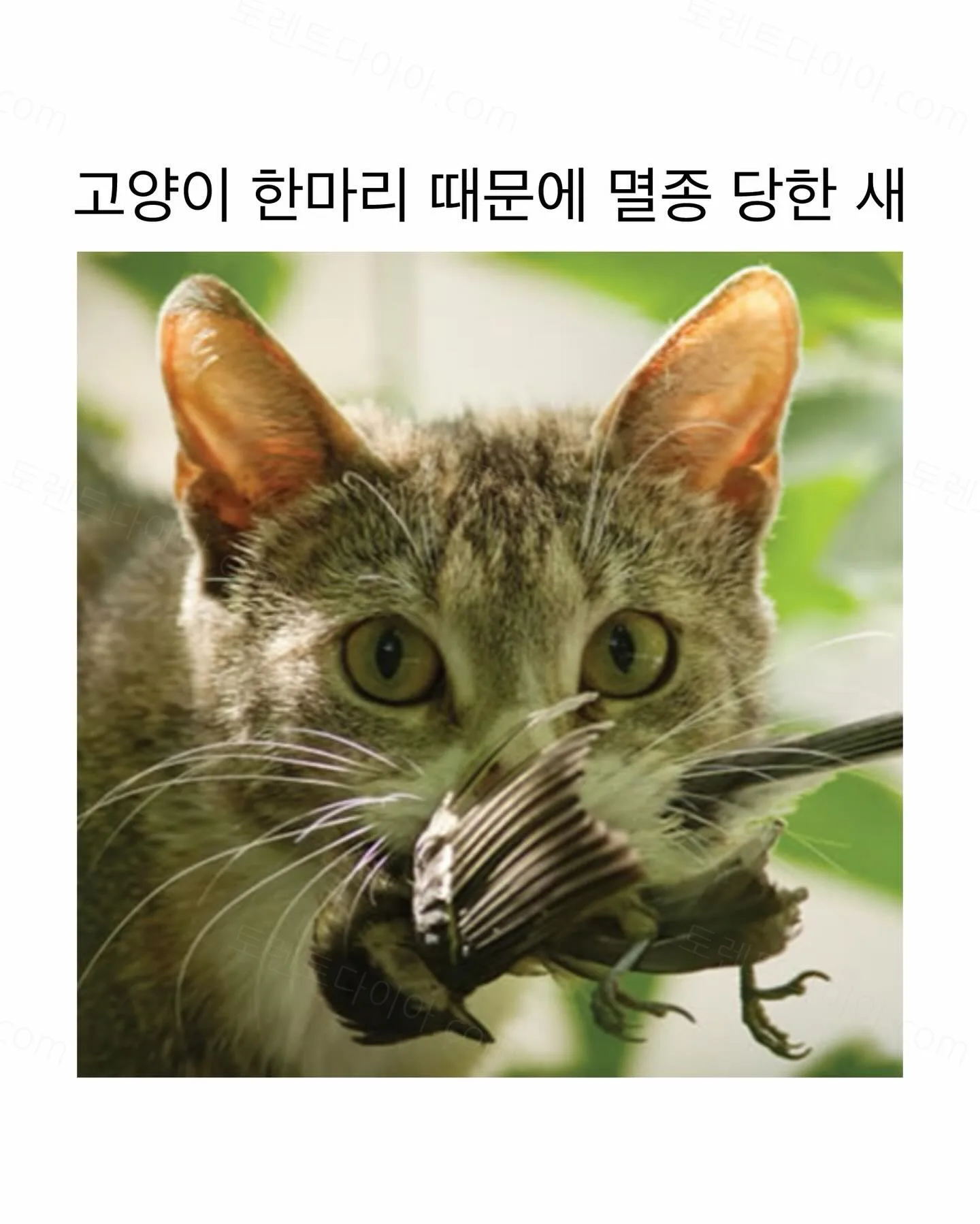 9aee9-6a6aa0bfc8ce34.87842130.webp