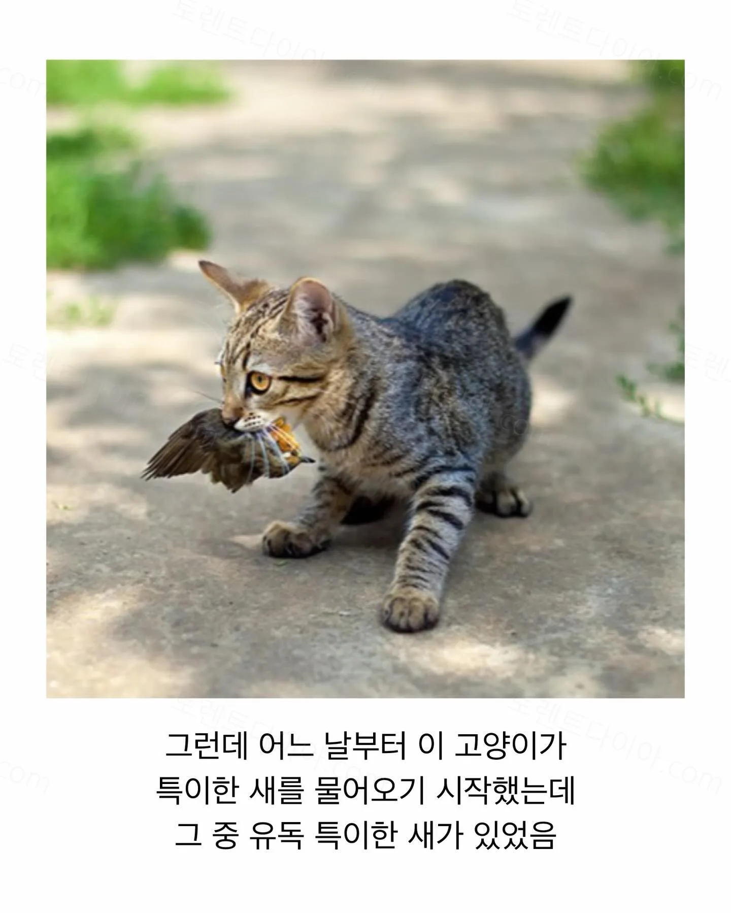 9aee9-6a6aa0cb165077.72292273.webp