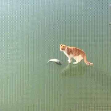 b9b7e-6a3a074a3681c1.44850914.gif