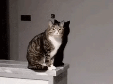 e78a5-6a1bd4dd110430.82976016.gif