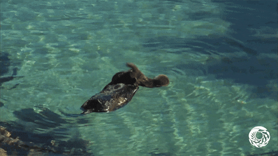 e78a5-6a3d3261c21615.41505285.gif
