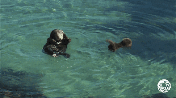 e78a5-6a3d326d49fdb9.21190103.gif