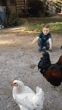 e78a5-6a3d3526894095.77249048.gif