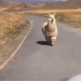 e78a5-6a3f4f40568f06.41797848.gif