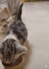 e78a5-6a3ff2b20f7563.74404632.gif