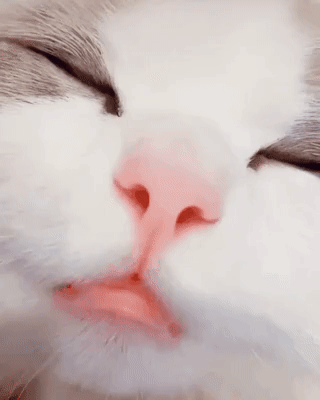 e78a5-6a412d60e404a3.83948993.gif