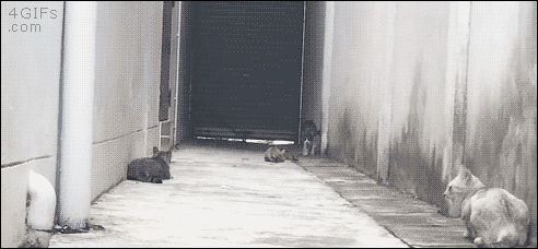 e78a5-6a429c1fa5a621.08327536.gif