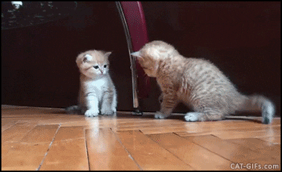 e78a5-6a429e73c67e39.52180063.gif