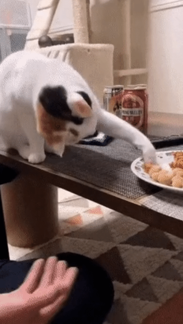 e78a5-6a43de3491f760.72490089.gif
