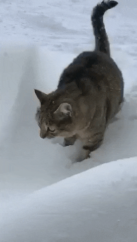 e78a5-6a452d7453d371.63635874.gif