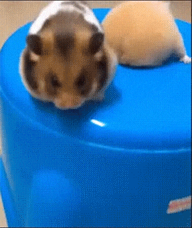 e78a5-6a45c3f173d4f6.14183105.gif