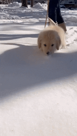 e78a5-6a4fc27a2e0638.53134955.gif