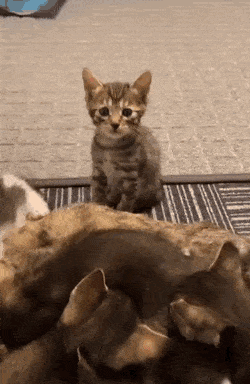 e78a5-6a510e417660c3.65114314.gif