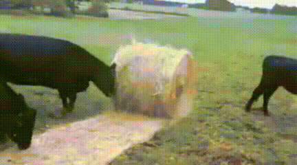 e78a5-6a5653154d5a74.79794433.gif