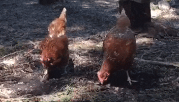 e78a5-6a58fac638b359.36678758.gif