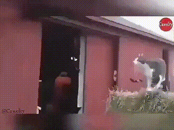 e78a5-6a58fbda2eeb53.86434638.gif