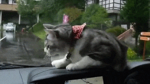 e78a5-6a5ae6bf440af2.52531353.gif