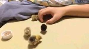 e78a5-6a5aecebdc6039.72430566.gif