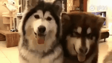e78a5-6a5aeecc1ad3e3.88589859.gif