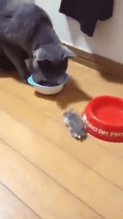e78a5-6a5aef440a3493.76165624.gif