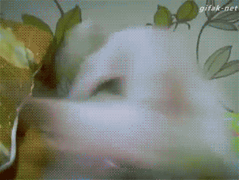 e78a5-6a5b964b9118b7.11528448.gif