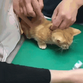 e78a5-6a5b977004ad39.77771850.gif