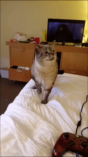 e78a5-6a5b97e9cf2e32.50023631.gif