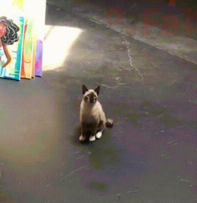 e78a5-6a5cf7f3379c63.16363586.gif
