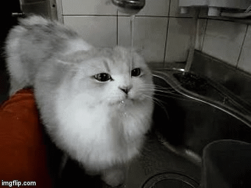 e78a5-6a5cf8f2c40c84.06078281.gif
