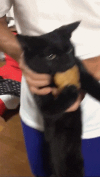 e78a5-6a5cf973a867c7.44625056.gif