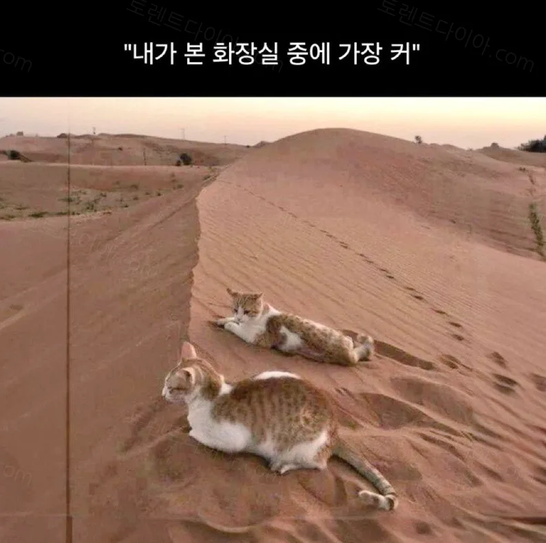 e78a5-6a6e0d48bc8c93.57482408.webp