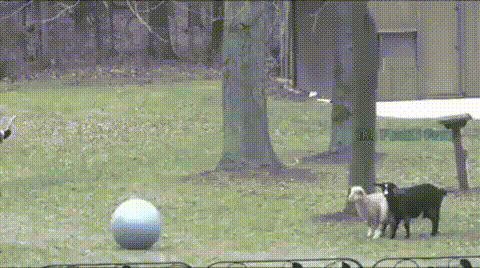 e78a5-6a84f1d631dfb2.86641273.gif