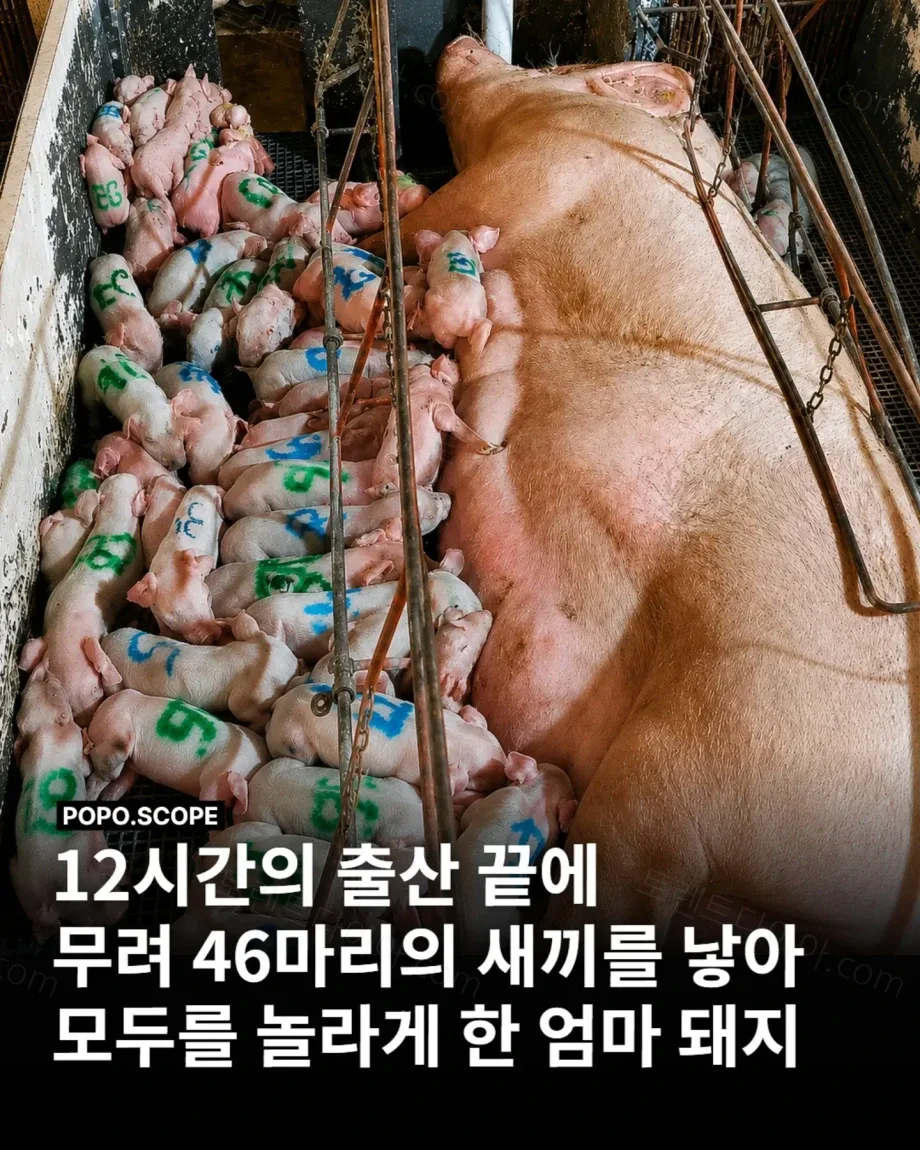 eda18-6a860cf18d33a6.20472600.webp