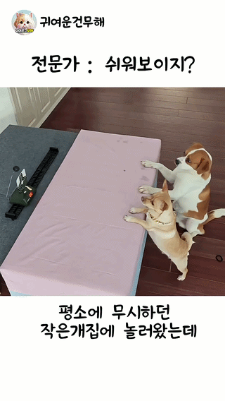 uploaded_6a29da5b145257.34302143.gif