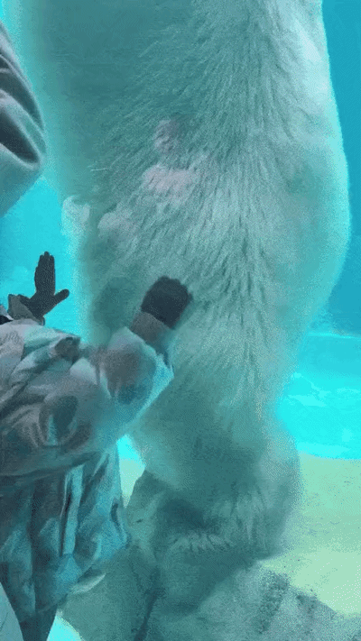 uploaded_6a2b2aafb9d571.52533605.gif