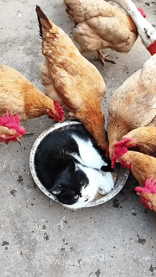 uploaded_6a2b2c1f9175f3.40364252.gif