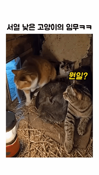 uploaded_6a2c7c38a7dd21.87441512.gif