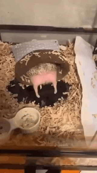 uploaded_6a2c7d328b9d67.56451886.gif