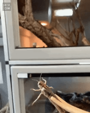 uploaded_6a2c7d6f10ff15.48317823.gif