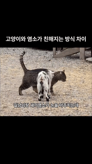 uploaded_6a2dd0adf2cf32.30313569.gif