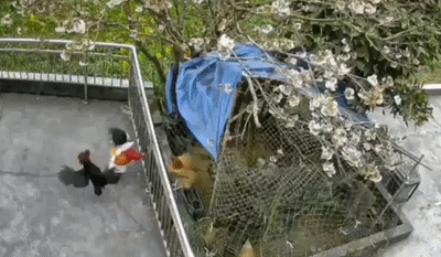 uploaded_6a2dd137bd1c02.06811550.gif