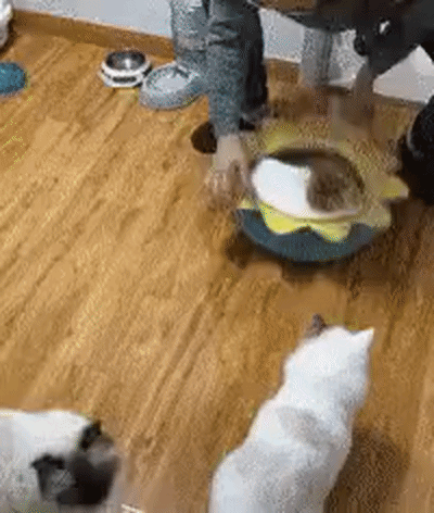 uploaded_6a3705d23a5567.70048881.gif