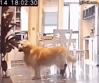 uploaded_6a39a51adca501.48383708.gif