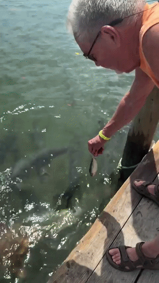 uploaded_6a3afe267a9427.69261461.gif