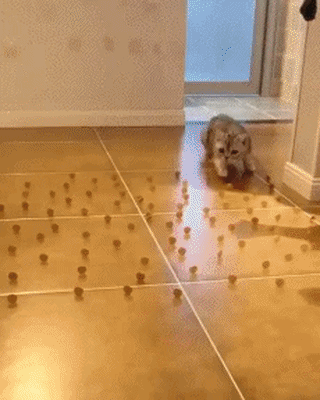 uploaded_6a3d986e7d43a1.27606181.gif