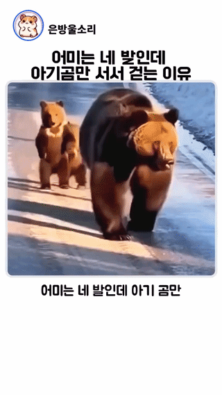 uploaded_6a49850f9ca130.70694480.gif