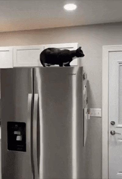 uploaded_6a51613619ebb4.22995886.gif